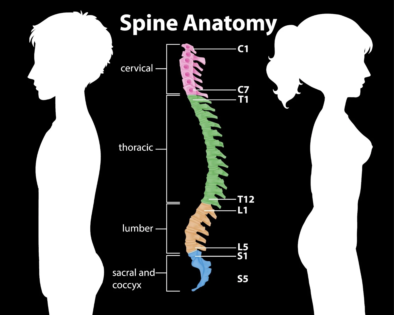 Spine Anatomy