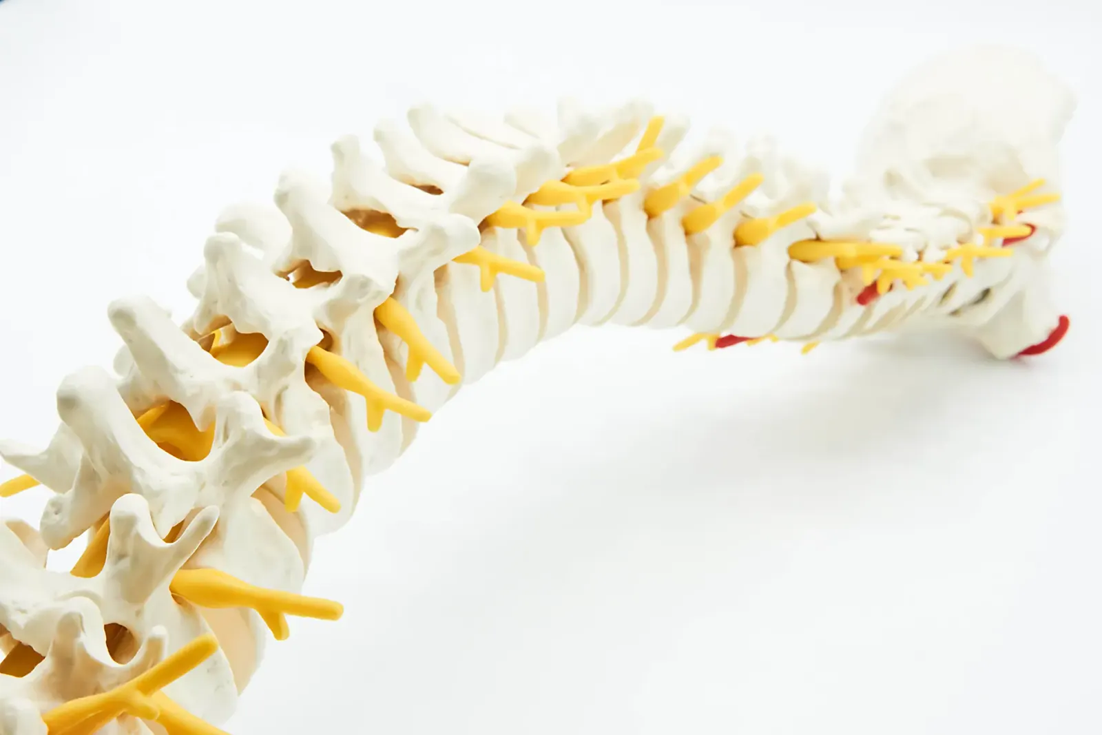 Close-up of a model of the human spine
