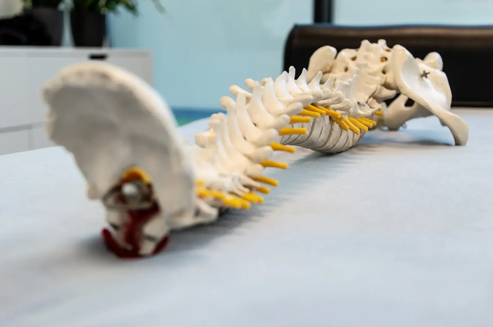 Model of a human spine and pelvis lying on a table