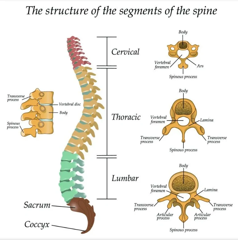 Diagram of the spine segments with cervical, thoracic and lumbar vertebrae