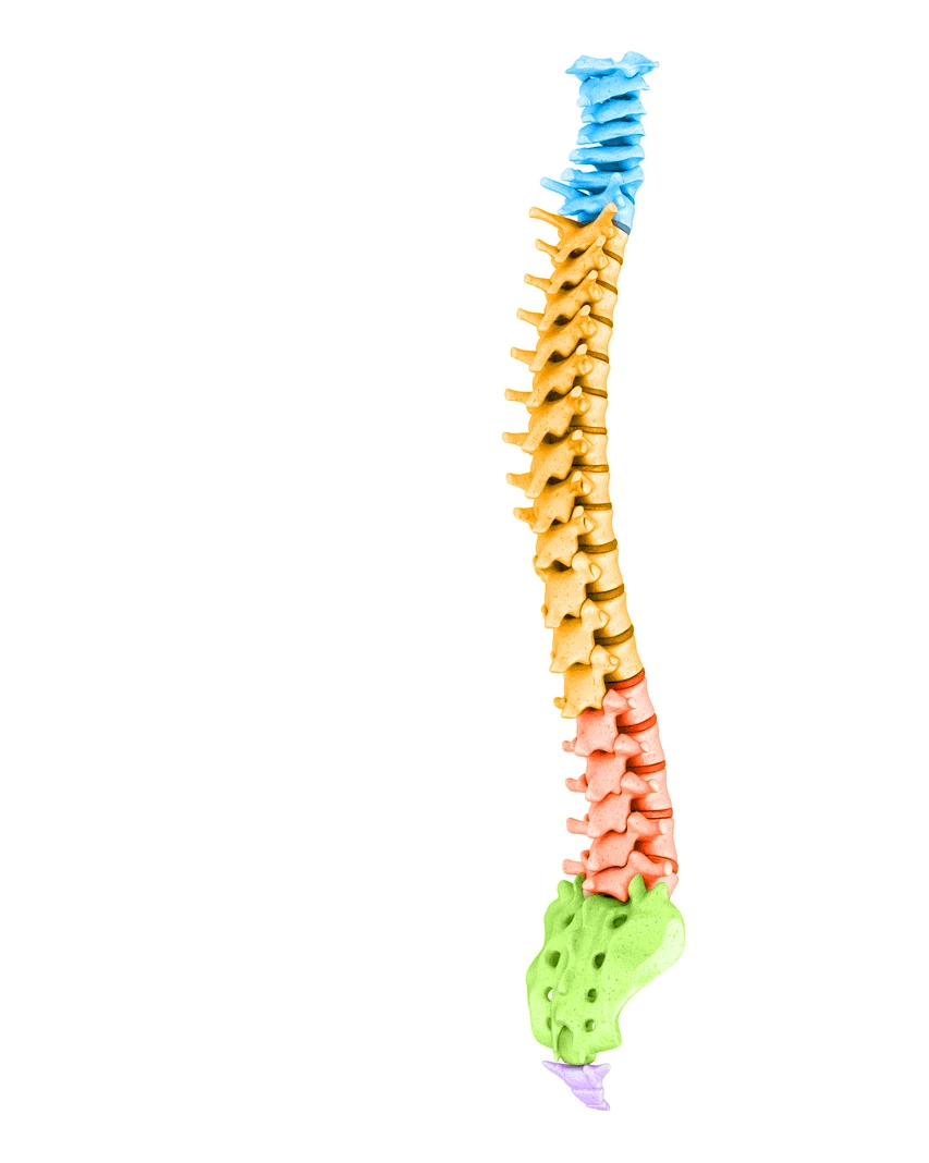 Illustration of the full spine with the cervical, thoracic, lumbar and sacral regions in different colors