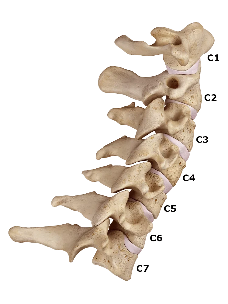 Diagram of the cervical spine with vertebrae labeled C1 to C7