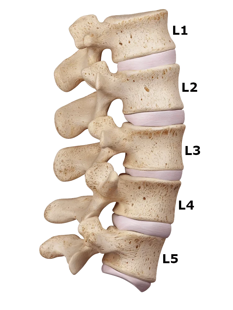 Diagram of the lumbar spine with vertebrae labeled L1 to L5