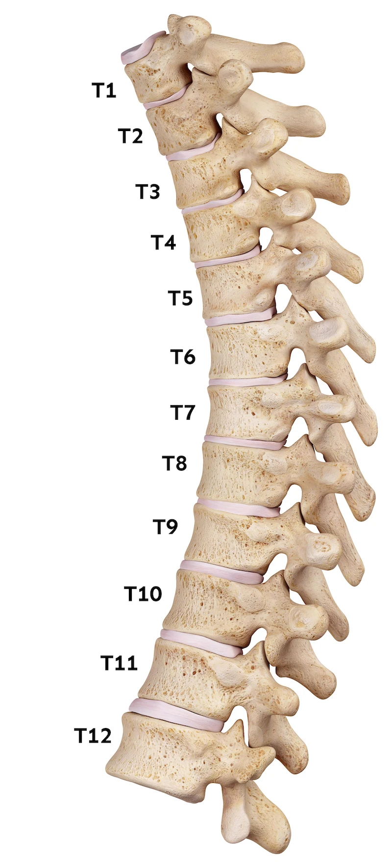 Diagram of the thoracic spine with vertebrae labeled T1 to T12